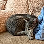 animal, blue_towel, carpet, cat, cozy, curled_up, cute, domestic_cat, fluffy_pillow, fur, gray_cat, home, indoor, pet, pink_pillow, quiet, relaxing, resting, sleeping, soft_texture