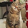 cat, tabby, indoor, pet, animal, curious, feline, whiskers, ears, floor, plant, chair, red_pattern, cozy, domestic, portrait, sitting, looking, cute, home