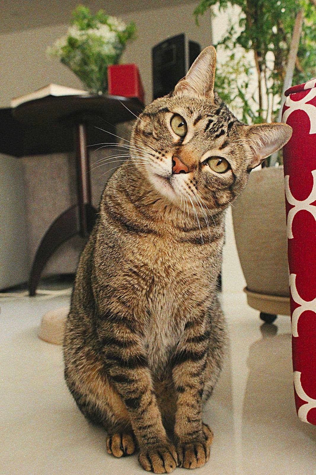 Freddie is registered to the contest to win money with this photo: cat, tabby, indoor, pet, animal, curious, feline, whiskers, ears, floor, plant, chair, red_pattern, cozy, domestic, portrait, sitting, looking, cute, home
