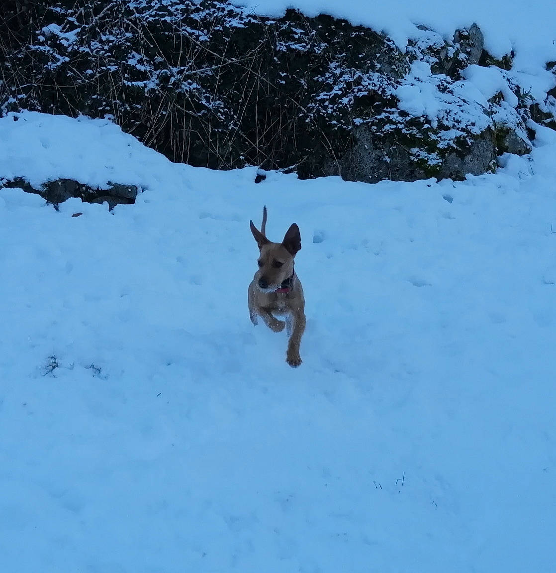 Leya a rejoint le concours — aidez-le/la à gagner de superbes lots ! canidae, carnivore, dog, dog_breed, dog_supply, electric_blue, fawn, freezing, glacial_landform, landscape, mountain, playing_in_the_snow, recreation, sky, slope, snow, sporting_group, tree, winter, working_animal