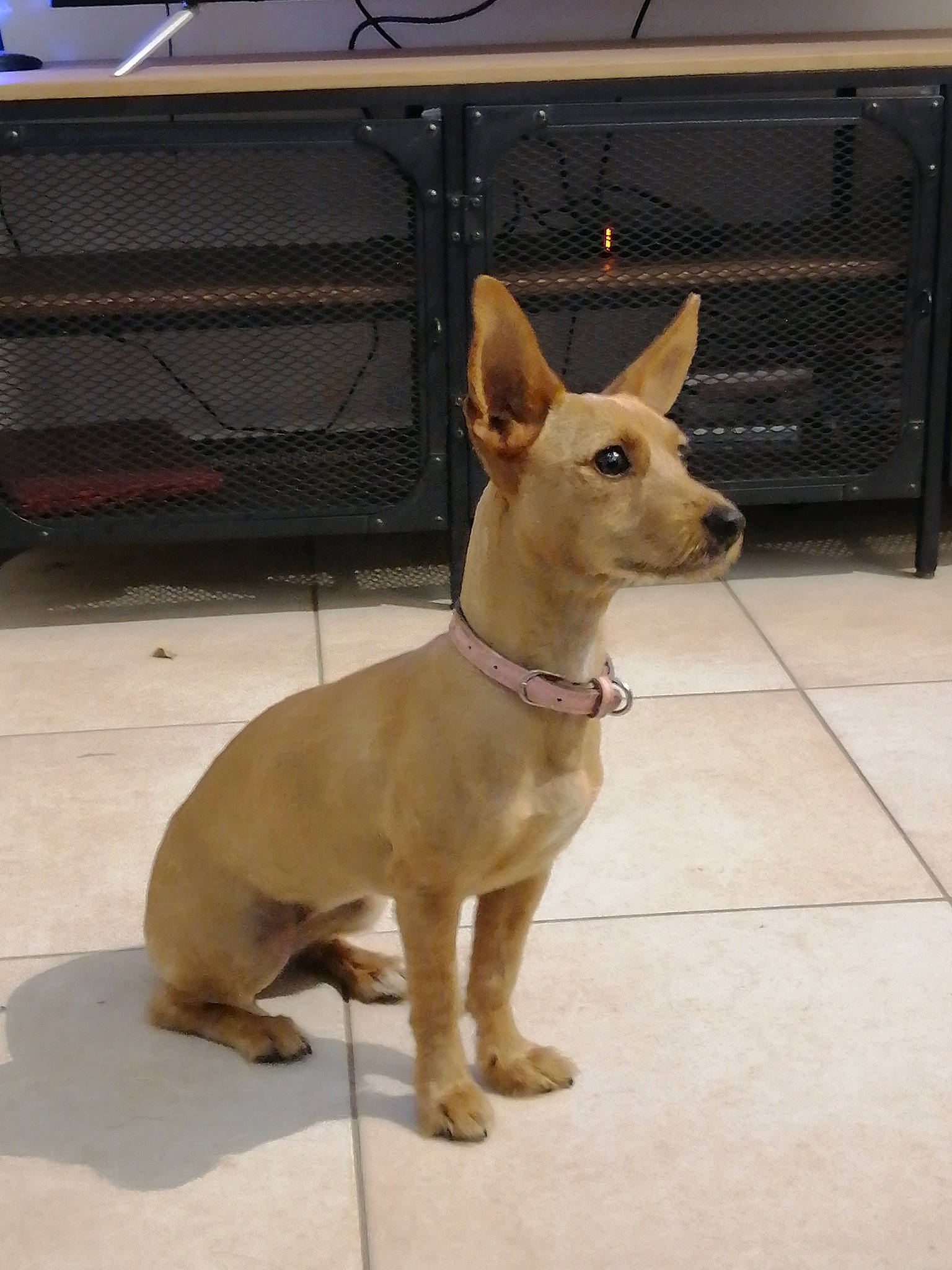 Leya participe au concours pour gagner de l'argent avec cette photo : ancient_dog_breeds, canidae, carnivore, collar, companion_dog, dog, dog_breed, dog_collar, dog_supply, ear, fawn, liver, pet_supply, snout, sporting_group, tail, terrestrial_animal, toy_dog, whiskers, working_animal