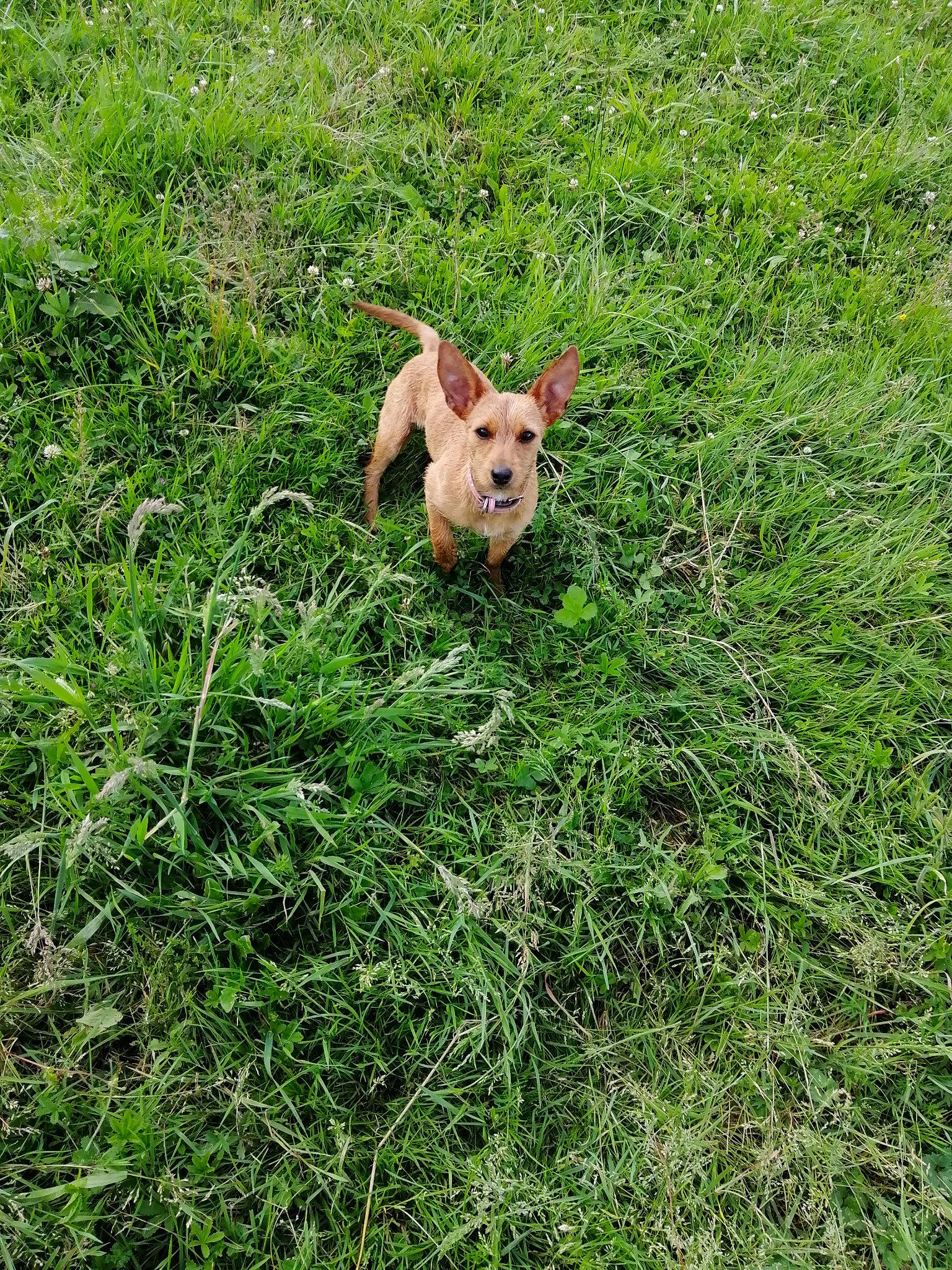 Leya participe au concours pour gagner de l'argent avec cette photo : canidae, carnivore, companion_dog, dog_breed, fawn, field, grass, grass_family, grassland, groundcover, lawn, meadow, pasture, people_in_nature, plant, prairie, shrub, sporting_group, tail, terrestrial_animal