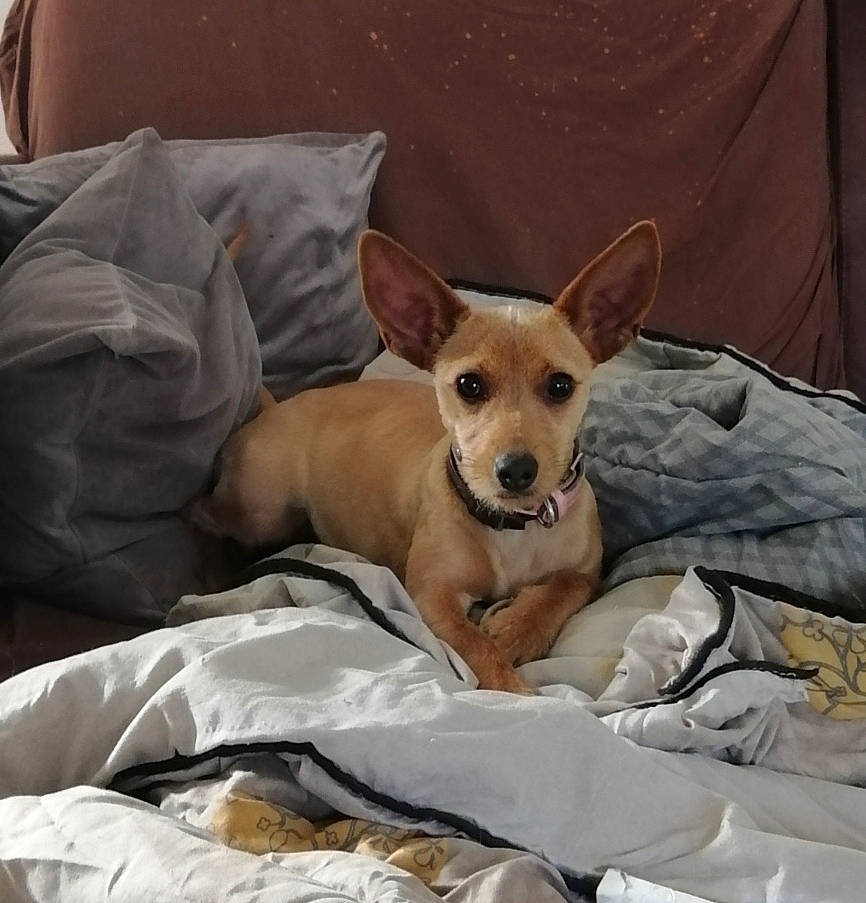 Leya participe au concours pour gagner de l'argent avec cette photo : bed, canidae, carnivore, comfort, companion_dog, dog, dog_breed, dog_supply, ear, fawn, linens, nap, non_sporting_group, puppy, snout, sporting_group, terrestrial_animal, toy_dog, whiskers, working_animal