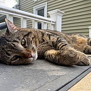 Loki is registered to the contest to win money with this photo: animal, cat, closeup, daylight, domestic_animal, fur, house, outdoor, paws, pet, porch, railing, relaxed, resting, sleepy, tabby_cat, tabby_pattern, table, whiskers, window