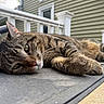 animal, cat, closeup, daylight, domestic_animal, fur, house, outdoor, paws, pet, porch, railing, relaxed, resting, sleepy, tabby_cat, tabby_pattern, table, whiskers, window