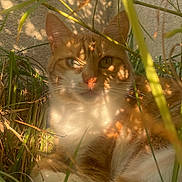 Canelle a rejoint le concours — aidez-le/la à gagner de superbes lots ! cat, orange_cat, white_cat, animal, pet, outdoor, nature, greenery, grass, leaves, sunlight, shadow, relaxing, cute, feline, whiskers, ears, nose, eyes, portrait