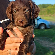 Blue a rejoint le concours — aidez-le/la à gagner de superbes lots ! puppy, dog, brown_fur, floppy_ears, portrait, close_up, being_held, human_hands, outdoor, sunlight, blue_sky, countryside, grass, greenery, car, animal, pet, cute, front_view, photography