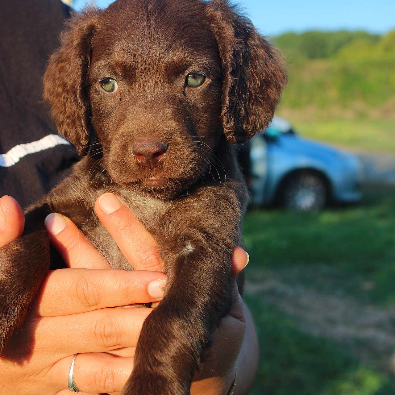 Blue a rejoint le concours — aidez-le/la à gagner de superbes lots ! puppy, dog, brown_fur, floppy_ears, portrait, close_up, being_held, human_hands, outdoor, sunlight, blue_sky, countryside, grass, greenery, car, animal, pet, cute, front_view, photography