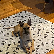 Rocco is registered to the contest to win money with this photo: dog, puppy, toy, mat, paw_prints, bones, hearts, wooden_floor, indoor, pet, animal, lying_down, tan, black_markings, clutching, cute, playful, home, domestic, floor