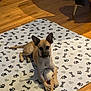 dog, puppy, toy, mat, paw_prints, bones, hearts, wooden_floor, indoor, pet, animal, lying_down, tan, black_markings, clutching, cute, playful, home, domestic, floor