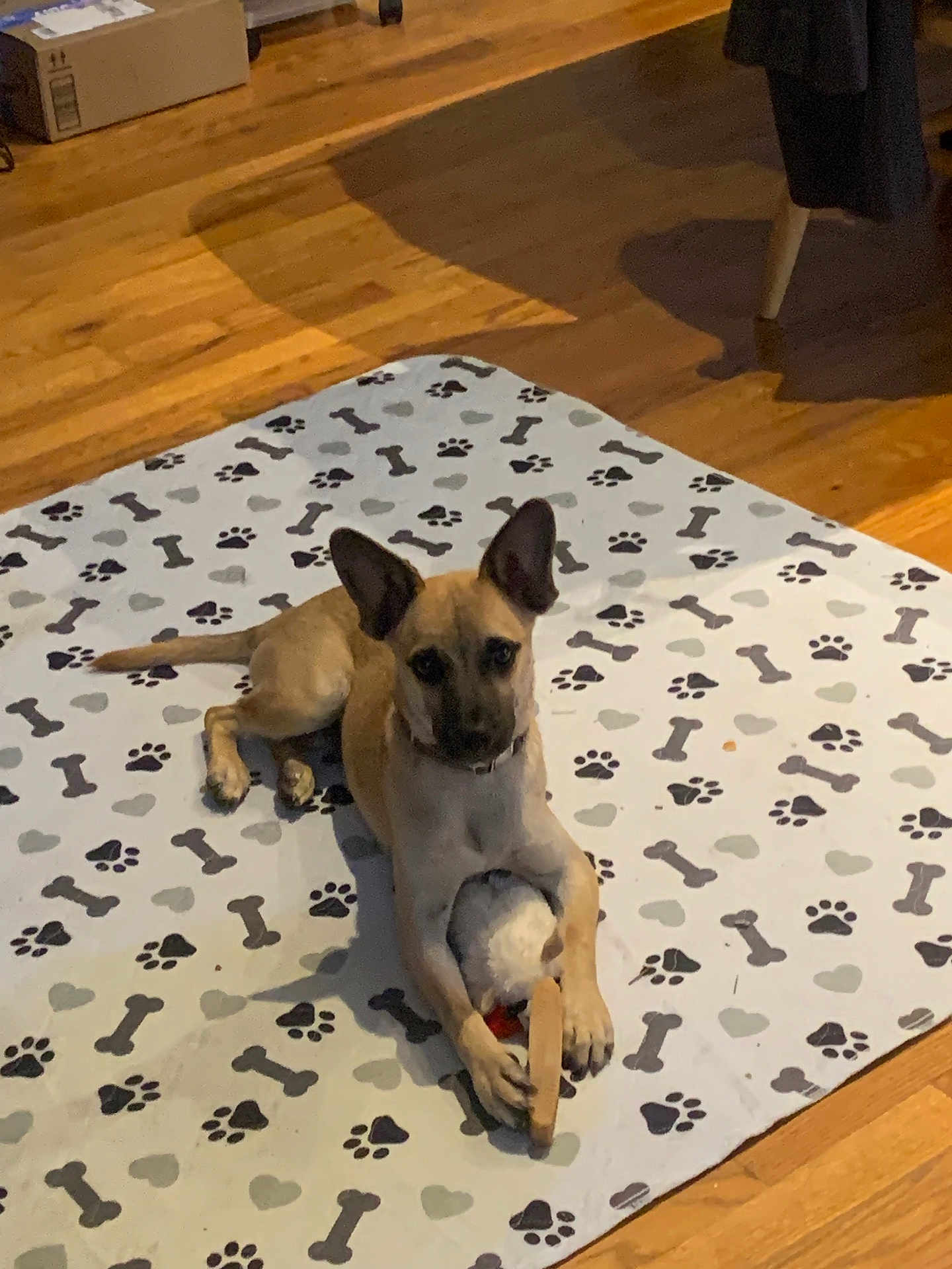 Rocco is registered to the contest to win money with this photo: dog, puppy, toy, mat, paw_prints, bones, hearts, wooden_floor, indoor, pet, animal, lying_down, tan, black_markings, clutching, cute, playful, home, domestic, floor