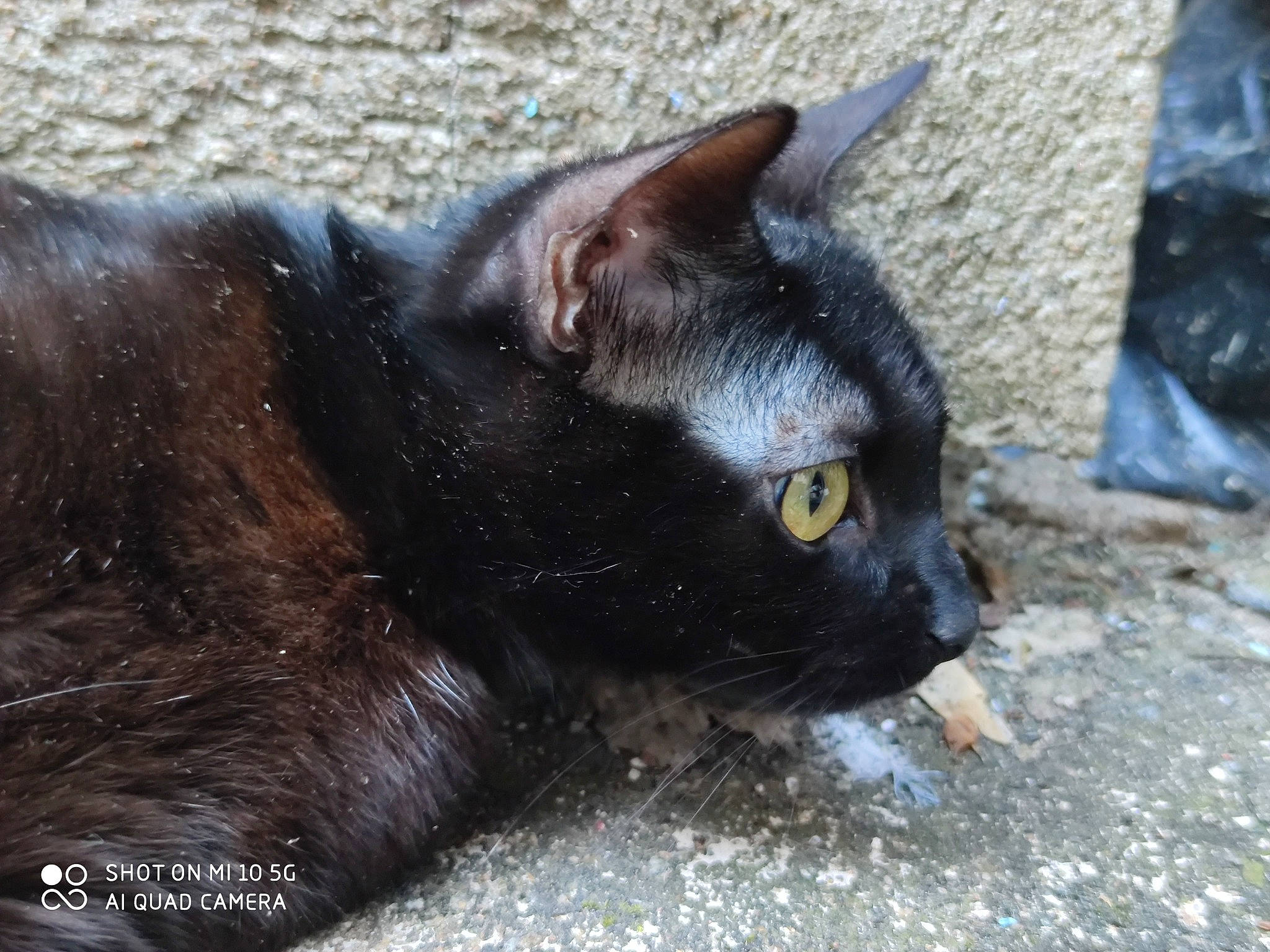 Seven participe au concours pour gagner de l'argent avec cette photo : black_cat, bombay, carnivore, cat, claw, domestic_short_haired_cat, felidae, fur, grass, small_to_medium_sized_cats, snout, tail, terrestrial_animal, vertebrate, whiskers, wildlife