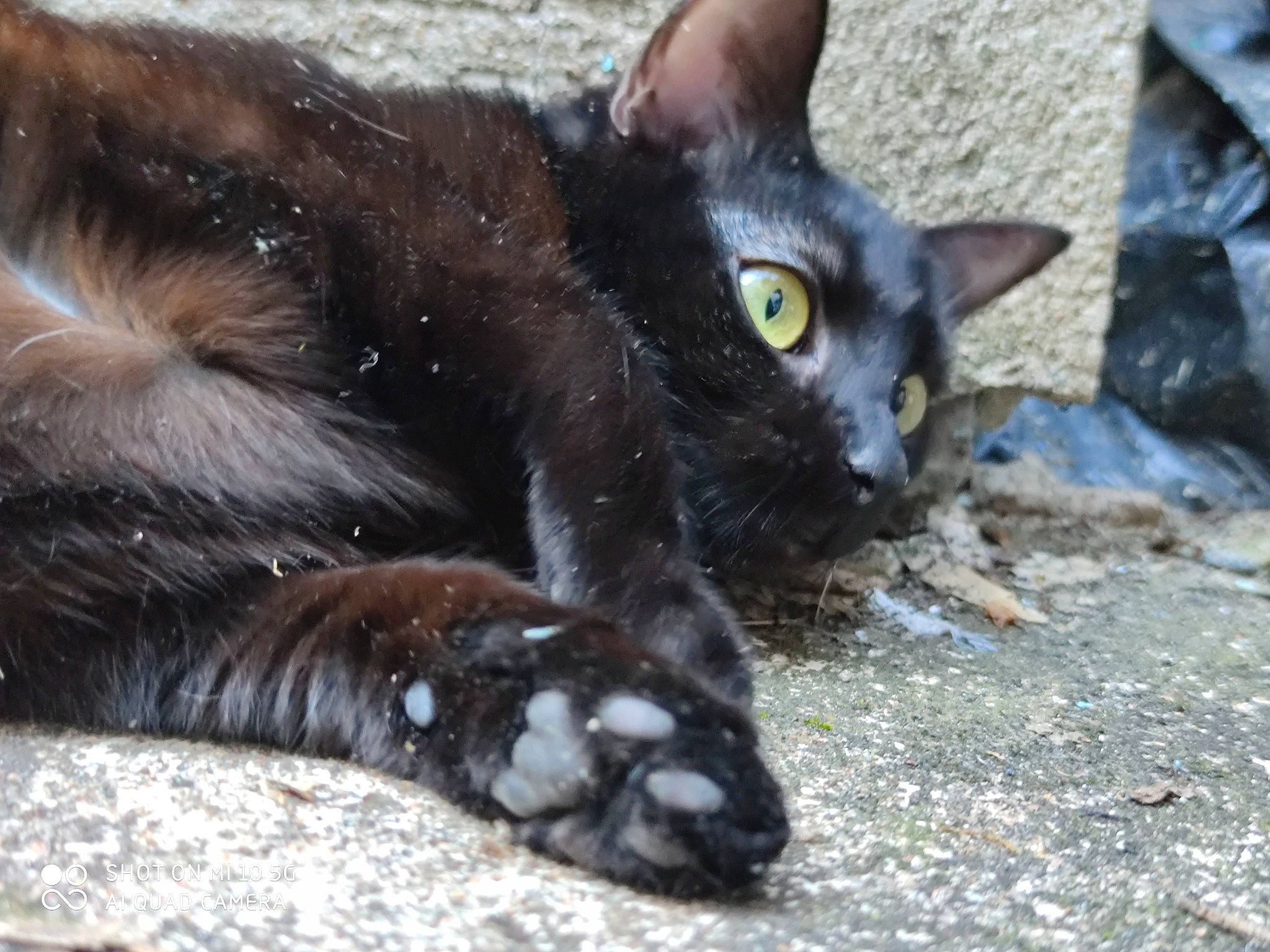 Seven participe au concours pour gagner de l'argent avec cette photo : black_cat, bombay, carnivore, cat, claw, domestic_short_haired_cat, eye, felidae, foot, fur, iris, organism, paw, small_to_medium_sized_cats, snout, tail, terrestrial_animal, whiskers, wildlife