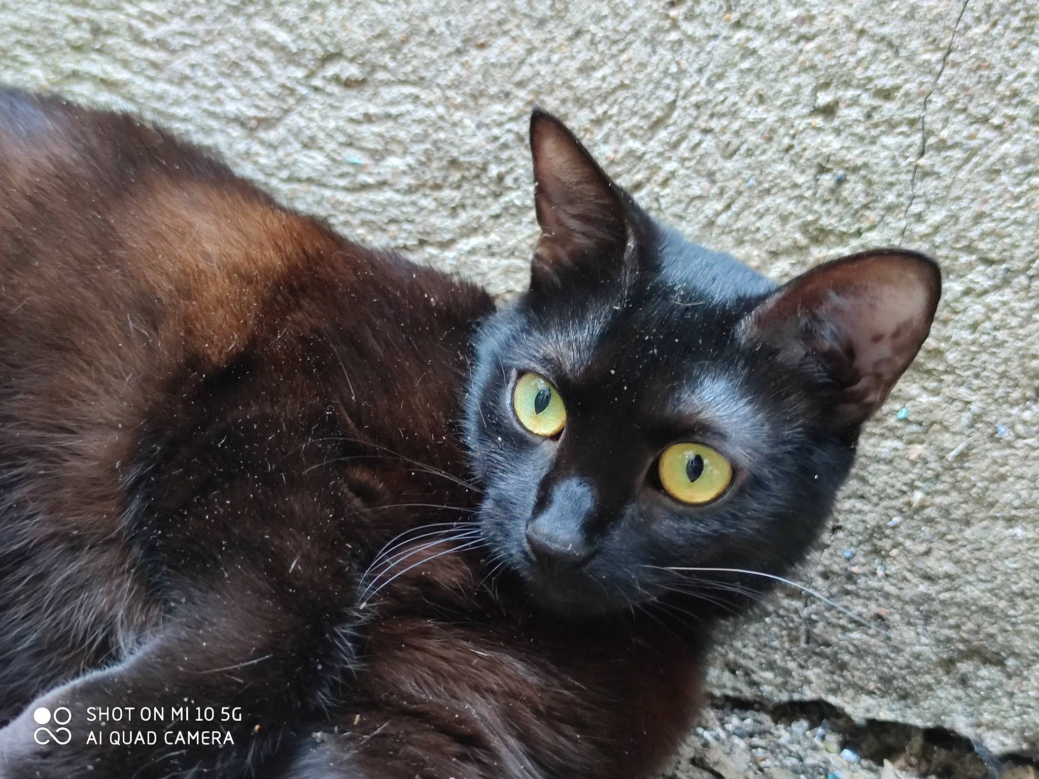 Seven a rejoint le concours — aidez-le/la à gagner de superbes lots ! black_cat, bombay, carnivore, cat, domestic_short_haired_cat, felidae, fur, havana_brown, pet_supply, small_to_medium_sized_cats, snout, terrestrial_animal, whiskers, wildlife