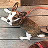 animal, brown, canine, collar, companion, curious, dog, domestic_animal, ears, floor, footwear, leash, looking_up, outdoor, paws, pet, resting, sandal, white, wooden_deck