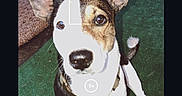 Hapa joined the competition — help win amazing prizes! dog, pet, ears, green_turf, collar, leash, outdoor, animal, canine, brown, white, black, portrait, close_up, sitting, looking_up, phone_camera_ui, screenshot, heart_icon, curious