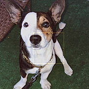 Hapa joined the competition — help win amazing prizes! animal, brown, canine, collar, curious, dog, domestic_animal, ears, eyes, face, green_background, leash, looking_up, outdoor, paw, pet, short_hair, sitting, tail, white