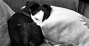 Hapa is registered to the contest to win money with this photo: animal, black_and_white, blanket, comfort, couch, cozy, curled_up, cute, dog, domestic_animal, fur, home, indoor, pet, pillow, relaxing, resting, sleeping, small_dog, snuggling