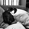 animal, black_and_white, blanket, comfort, couch, cozy, curled_up, cute, dog, domestic_animal, fur, home, indoor, pet, pillow, relaxing, resting, sleeping, small_dog, snuggling