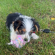 Winston joined the competition — help win amazing prizes! adorable, animal, chewing, cute, daylight, dog, fur, grass, leash, lying, nature, outdoor, park, pet, playful, puppy, small, toy, tricolor, young