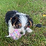 adorable, animal, chewing, cute, daylight, dog, fur, grass, leash, lying, nature, outdoor, park, pet, playful, puppy, small, toy, tricolor, young