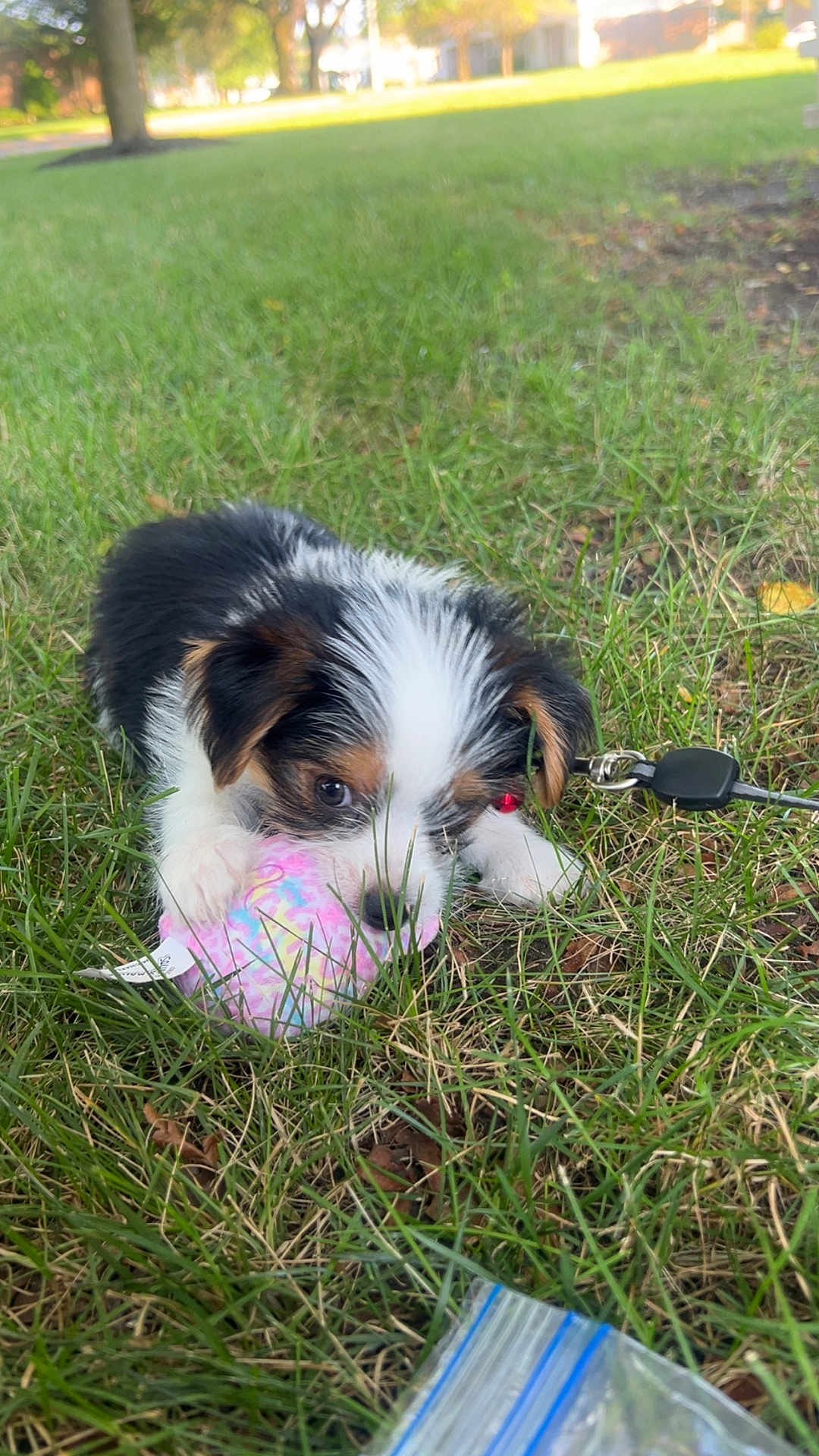 Winston