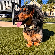 Marley is registered to the contest to win money with this photo: dog, dachshund, pet, animal, grass, outdoor, sunlight, tongue_out, collar, fence, bench, happy, canine, portrait, daylight, shadow, ears, fur, nature, house