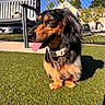dog, dachshund, pet, animal, grass, outdoor, sunlight, tongue_out, collar, fence, bench, happy, canine, portrait, daylight, shadow, ears, fur, nature, house