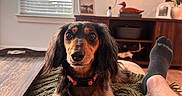 Marley is registered to the contest to win money with this photo: dog, dachshund, pet, blanket, indoor, window, blinds, furniture, cabinets, figurine, human_leg, sock, wooden_floor, cozy, portrait, relaxed, brown, black, curious, natural_light