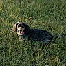 Marley is registered to the contest to win money with this photo: dog, dachshund, grass, outdoor, pet, animal, tongue_out, sunlight, field, happy, canine, nature, leash, fur, mammal, playful, portrait, summer, green, daytime
