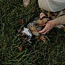 Marley joined the competition — help win amazing prizes! dog, grass, person, hand, bandana, playful, pet, outdoor, nature, happy, animal, fur, leaves, casual_clothing, headwear, paw, smile, resting, greenery, interaction