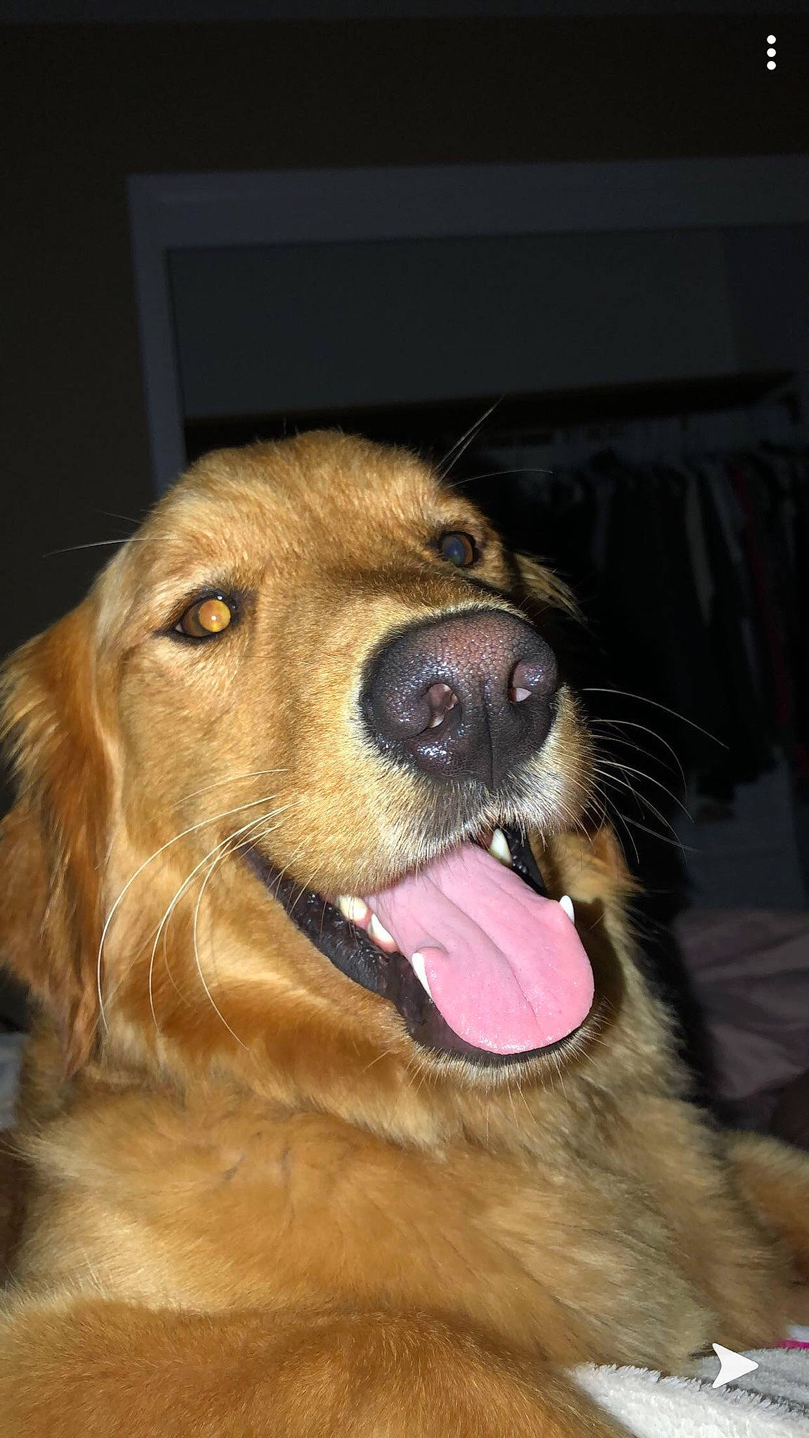 Dexter joined the competition — help win amazing prizes! canidae, carnivore, companion_dog, dog, dog_breed, facial_expression, fur, golden_retriever, hovawart, mammal, mouth, nose, nova_scotia_duck_tolling_retriever, organ, retriever, snout, sporting_group, tongue, vertebrate, whiskers