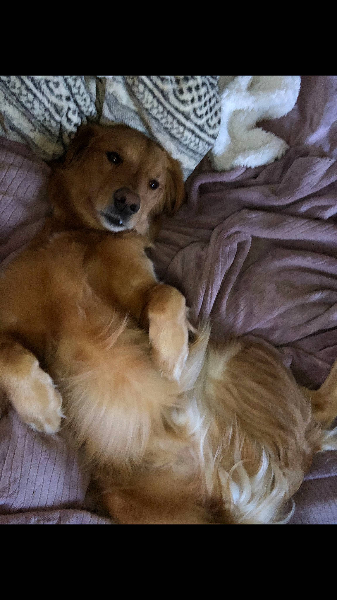 Dexter joined the competition — help win amazing prizes! canidae, carnivore, companion_dog, dog, dog_breed, fawn, golden_retriever, hovawart, mammal, nova_scotia_duck_tolling_retriever, puppy, puppy_love, retriever, snout, sporting_group, vertebrate