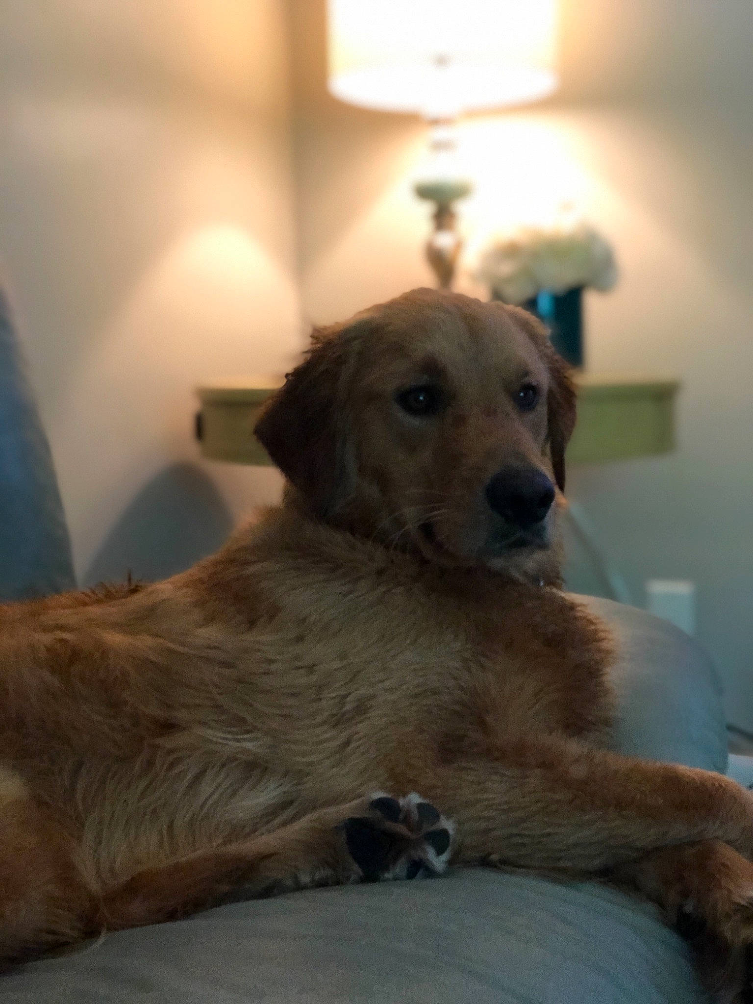 Dexter joined the competition — help win amazing prizes! canidae, carnivore, companion_dog, dog, dog_breed, fawn, golden_retriever, mammal, retriever, snout, sporting_group, vertebrate