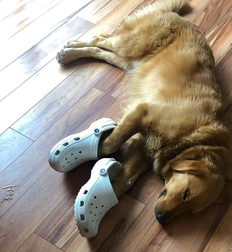 Dexter joined the competition — help win amazing prizes! canidae, carnivore, claw, companion_dog, dog, dog_breed, dog_toy, floor, flooring, fur, golden_retriever, hardwood, paw, retriever, snout, sporting_group, tail, wood