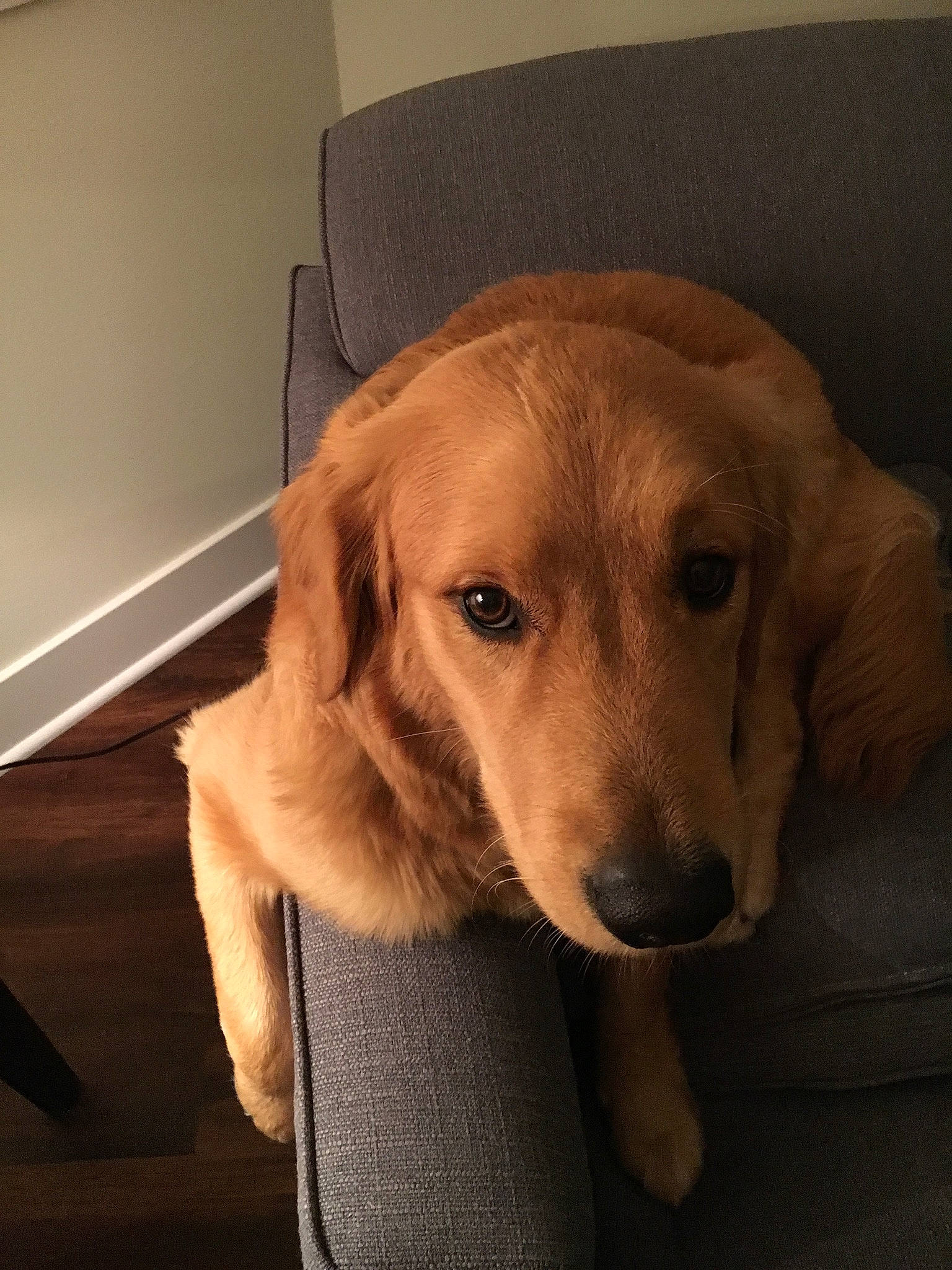 Dexter joined the competition — help win amazing prizes! beagador, canidae, carnivore, companion_dog, dog, dog_breed, fawn, golden_retriever, hovawart, labrador_retriever, mammal, puppy, retriever, snout, sporting_group, whiskers