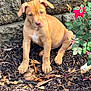 puppy, dog, brown_dog, outdoor, mulch, stone_wall, flower, red_flower, plant, pet, young_dog, sitting, nature, fur, cute, animal, garden, leaf, small_plant, daylight