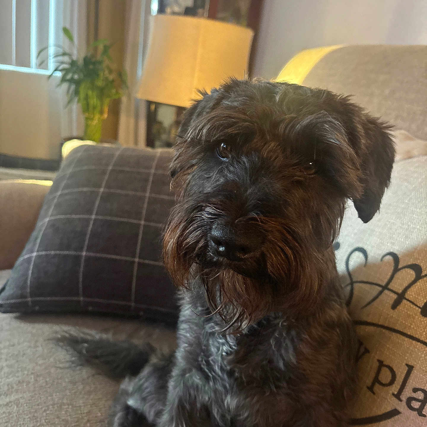 Charlie is registered to the contest to win money with this photo: animal, brown, canine, companion, couch, cozy, cute, dog, friendly, fur, furniture, home, indoor, living_room, pet, pillows, portrait, relaxed, scruffy, sitting