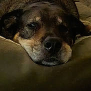 Shiloh is registered to the contest to win money with this photo: dog, sleeping, resting, close_up, portrait, face, muzzle, nose, eyes, floppy_ears, brown_fur, black_fur, tan_fur, blanket, bed, indoor, cozy, dim_lighting, pet, cute