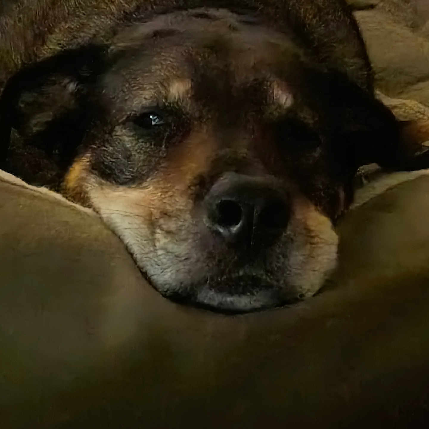 Shiloh