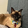 Zeffer is registered to the contest to win money with this photo: cat, siamese_cat, bow_tie, pet, indoor, bed, headboard, resting, feline, animal, whiskers, fur, collar, tag, close_up, cute, domestic_cat, mammal, portrait, relaxed