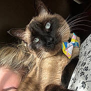 Zeffer is registered to the contest to win money with this photo: cat, siamese_cat, bow_tie, pet, animal, feline, close_up, portrait, face, person, brown_eyes, whiskers, fur, indoor, pillow, pattern, relaxing, cute, companion, cozy