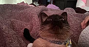 Zeffer is registered to the contest to win money with this photo: cat, siamese_cat, blanket, bed, indoor, cozy, furniture, pillow, plush_toy, fur, whiskers, collar, wide_eyes, curious, soft_texture, home, relaxing, resting, animal, pet