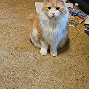 Simba is registered to the contest to win money with this photo: cat, orange, white, fluffy, carpet, water_bottle, pill_organizer, paper, indoor, pet, animal, sitting, cute, feline, domestic, fur, whiskers, ears, eyes, clutter