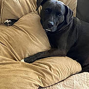 Winnie joined the competition — help win amazing prizes! dog, black_dog, couch, cushion, indoor, pet, canine, fur, relaxing, comfort, carpet, corduroy, looking_at_camera, animal, domestic_animal, resting, home, cozy, furniture, living_room