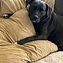dog, black_dog, couch, cushion, indoor, pet, canine, fur, relaxing, comfort, carpet, corduroy, looking_at_camera, animal, domestic_animal, resting, home, cozy, furniture, living_room