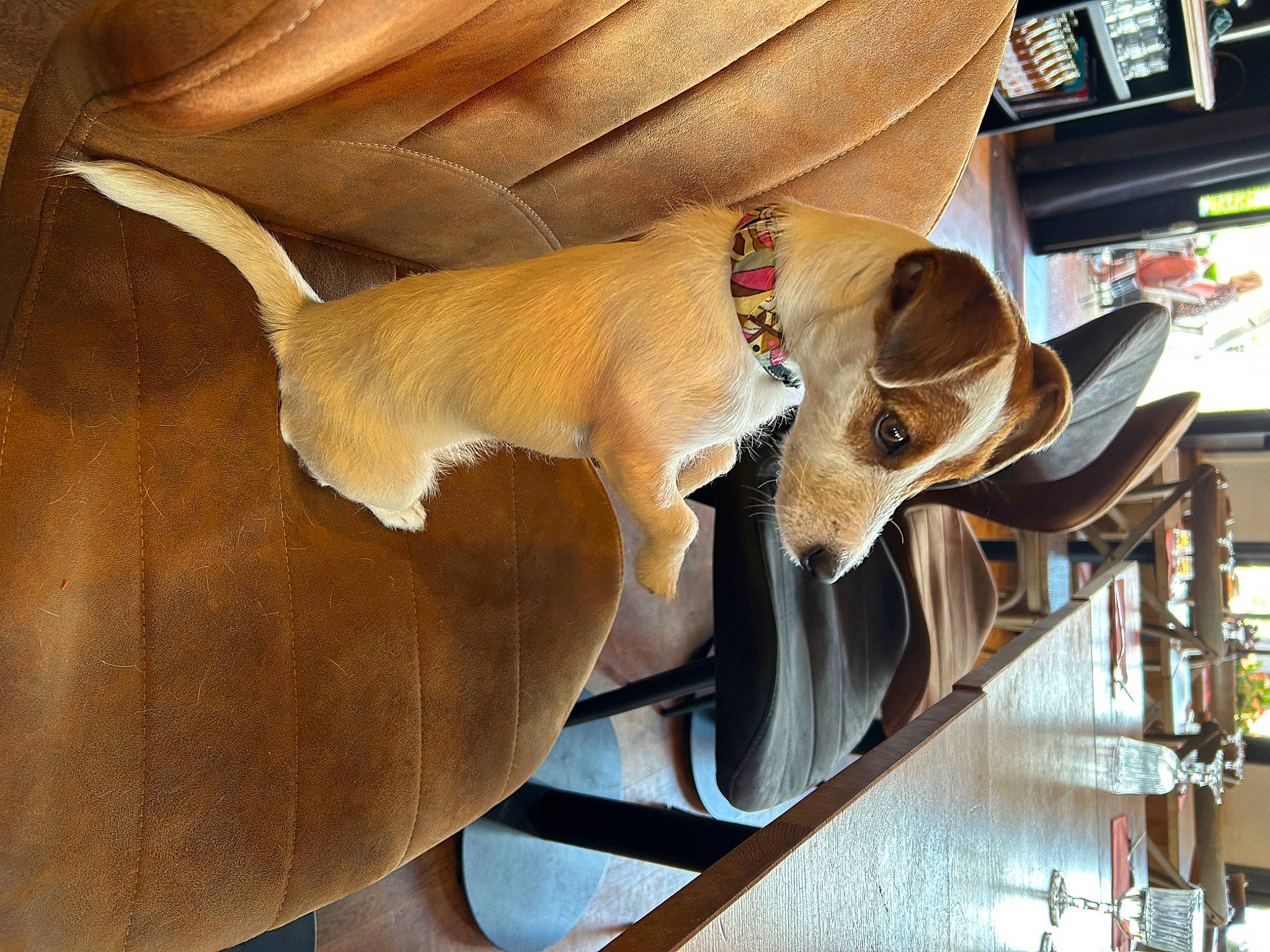 Ulla participe au concours pour gagner de l'argent avec cette photo : carnivore, collar, comfort, eyewear, fawn, fur, hardwood, shelf, snout, tail, terrestrial_animal, wood, working_animal