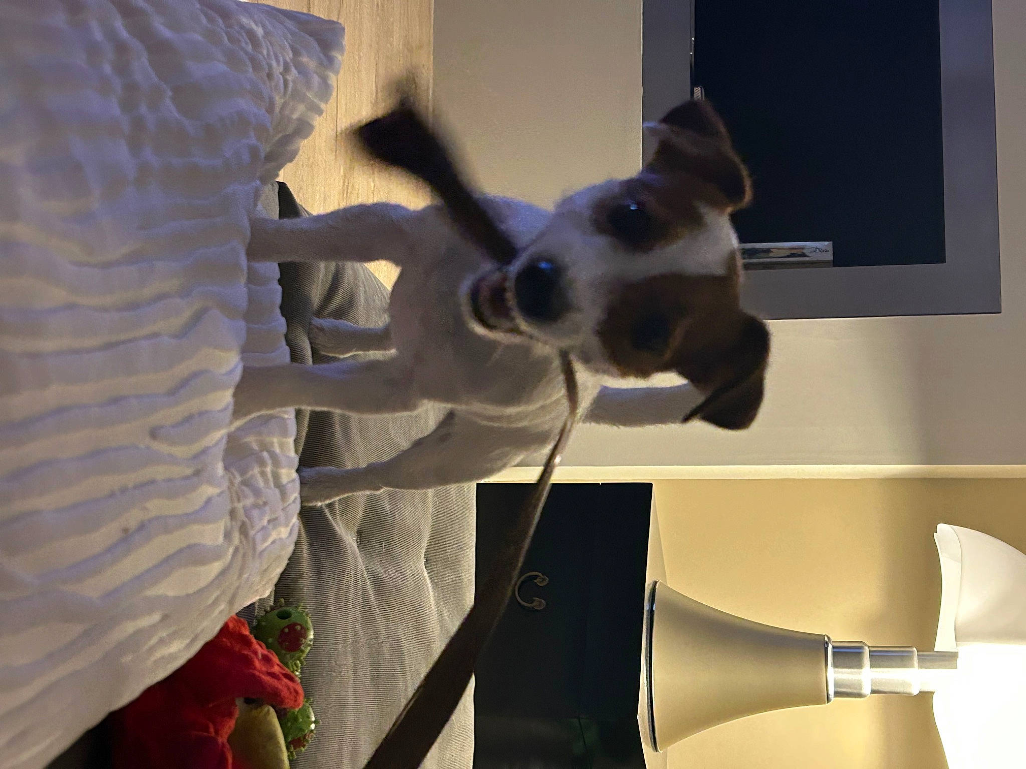 Ulla a rejoint le concours — aidez-le/la à gagner de superbes lots ! art, canidae, carnivore, companion_dog, dog, dog_breed, fawn, felidae, fur, gesture, personal_protective_equipment, room, sculpture, small_to_medium_sized_cats, snout, sporting_group, tail, visual_arts, whiskers, working_animal