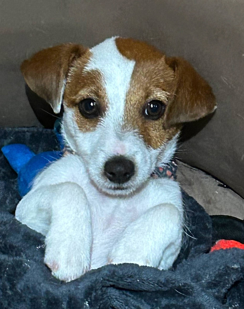 Ulla a rejoint le concours — aidez-le/la à gagner de superbes lots ! canidae, carnivore, collar, companion_dog, dog, dog_breed, fawn, irishjacks, small_terrier, snout, sporting_group, terrier, whiskers