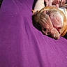 Neo is registered to the contest to win money with this photo: bed, canine, close_up, comfort, companion, cozy, dog, friendship, human, indoor, napping, person, pet, pillow, purple_bedspread, quiet, relaxed, resting, sleeping, wrinkled_face